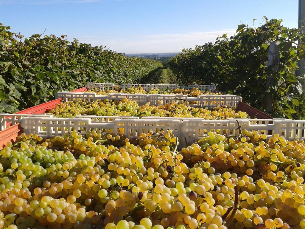 Agriturismo E Cantina La Sabbiona Faenza Buitenkant foto